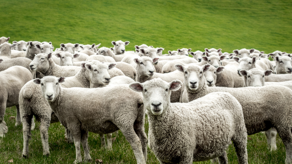 Jak postavit ovčí ohradu
