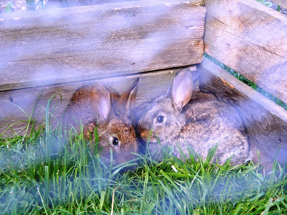 Pletivo a mřížky pro chov králíků