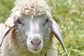Pastevecké ovčí pletivo