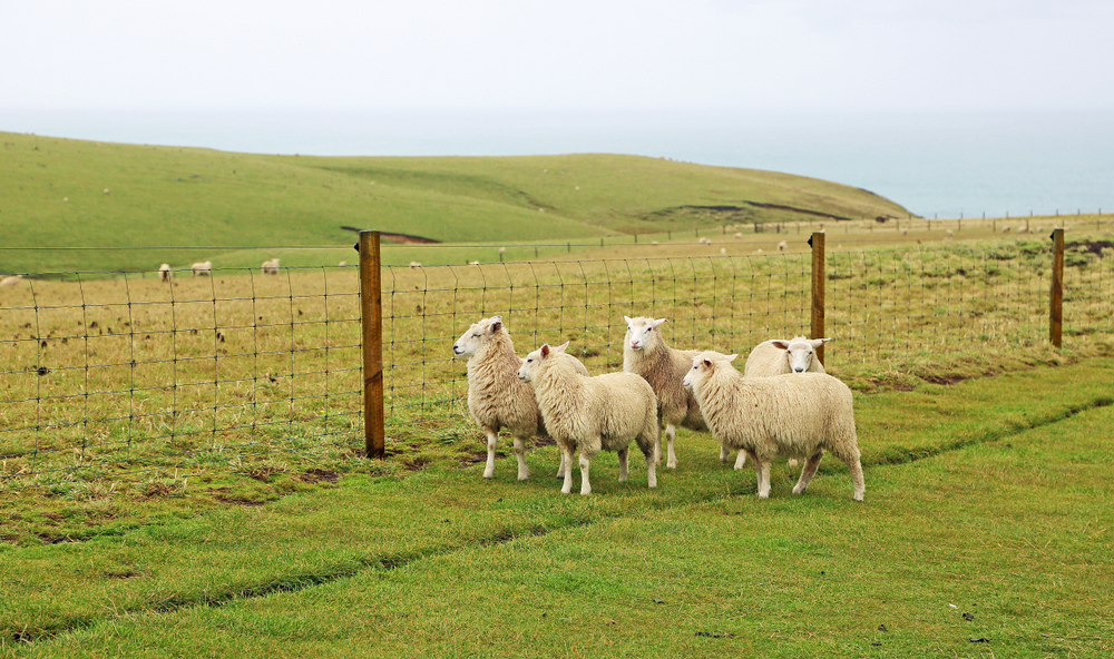 Jak postavit ohradu pro ovce
