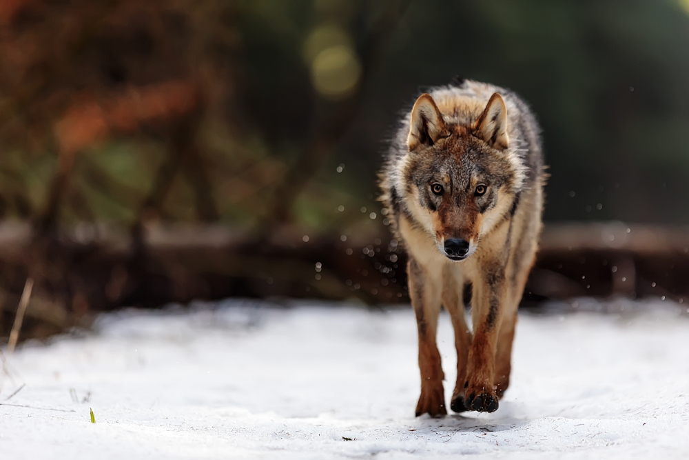 Nezvěte vlky na noční svačinku aneb Jak zabezpečit pastvinu před vlčími útoky