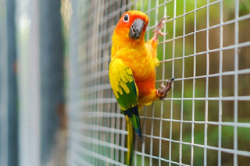 Voliéry Amazon - ráj nejen pro vašeho papouška